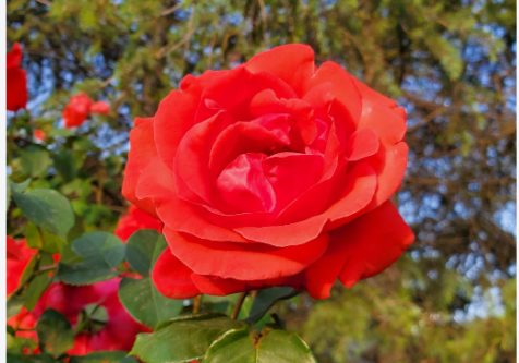 平坝四中《一元一次不等式》