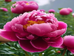 何炜琦黄筱迪婚礼实况