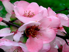 柴远致舒芬婚礼实况